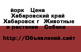йорк › Цена ­ 20 000 - Хабаровский край, Хабаровск г. Животные и растения » Собаки   